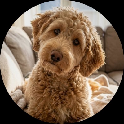 Bonnie the goldendoodle